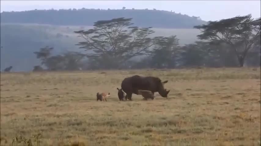 Tê giác mẹ bảo vệ con khỏi 2 con linh cẩu nhiễu sự