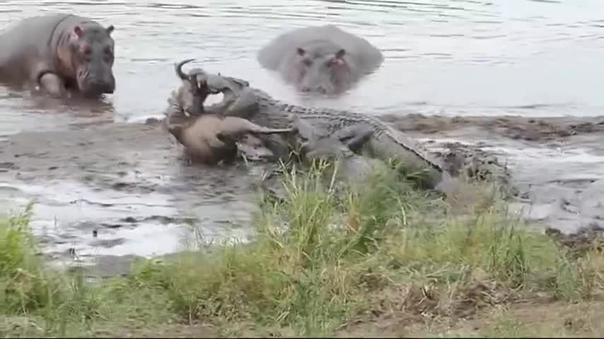 Cá sấu lôi linh dương xuống nước để ăn thịt, không ngờ bị hàng xóm phá đám