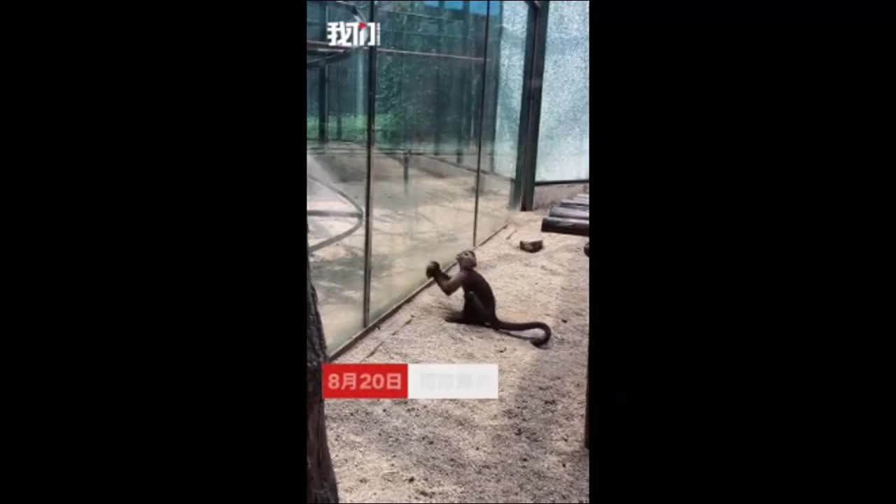 Clip: Khỉ dùng đá đập vỡ cửa kinh hòng tẩu thoát khiến du khách sửng sốt
