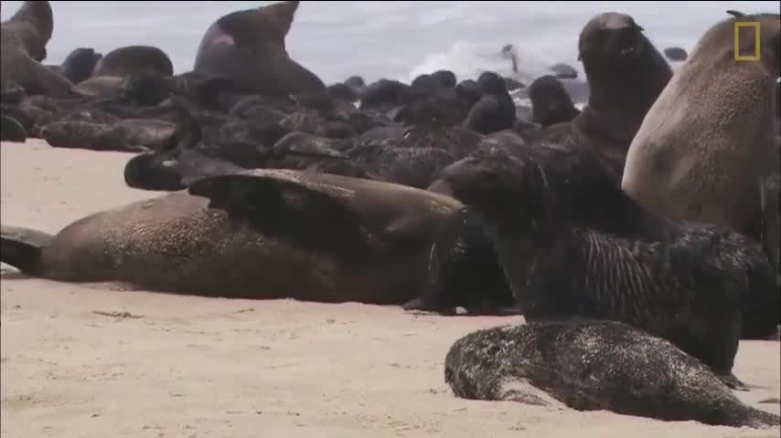 Linh cẩu đói tìm ra tận bờ biển để săn hải cẩu