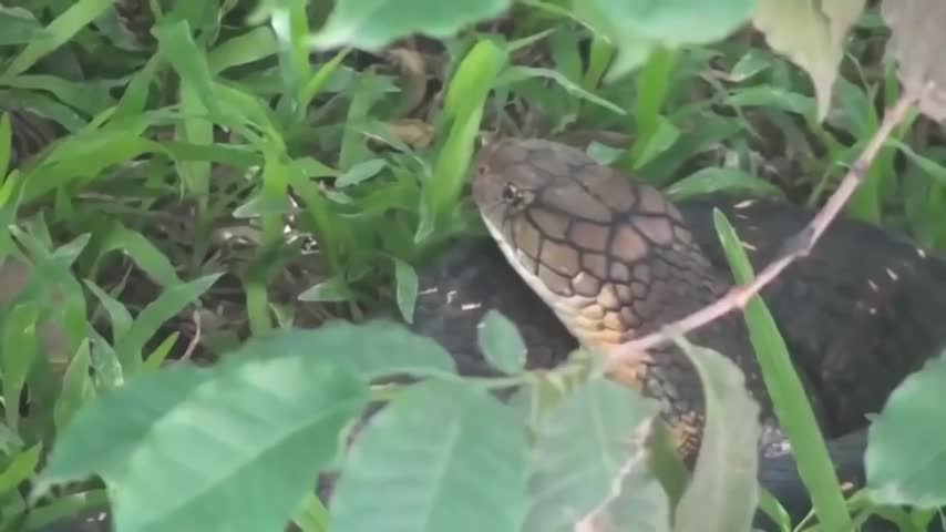 Loài rắn độc khét tiếng ở châu Úc cũng phải bỏ mạng khi gặp hổ mang chúa
