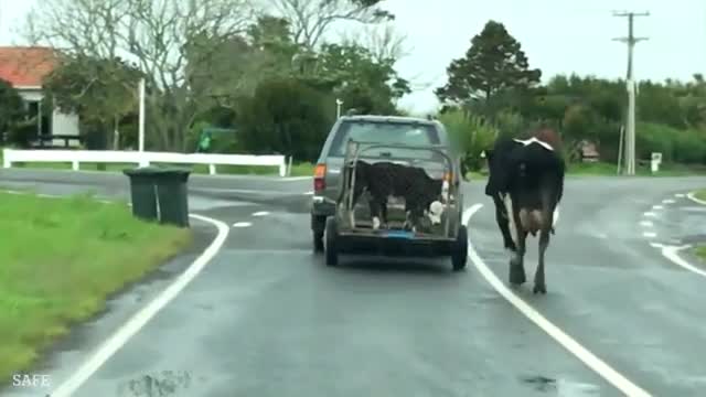 Soup sáng: Cảm động khoảnh khắc bò mẹ chạy theo bê con bị xe chở đi
