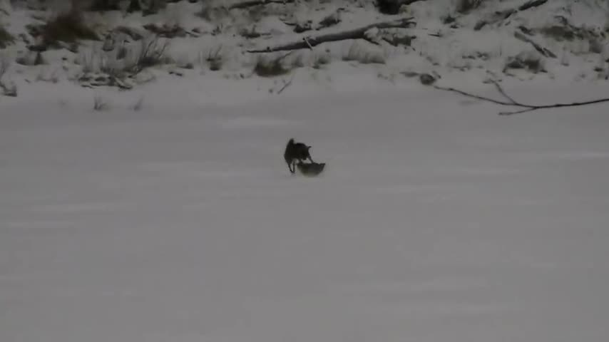 Sói đồng cỏ và nai quyết chiến trên tuyết
