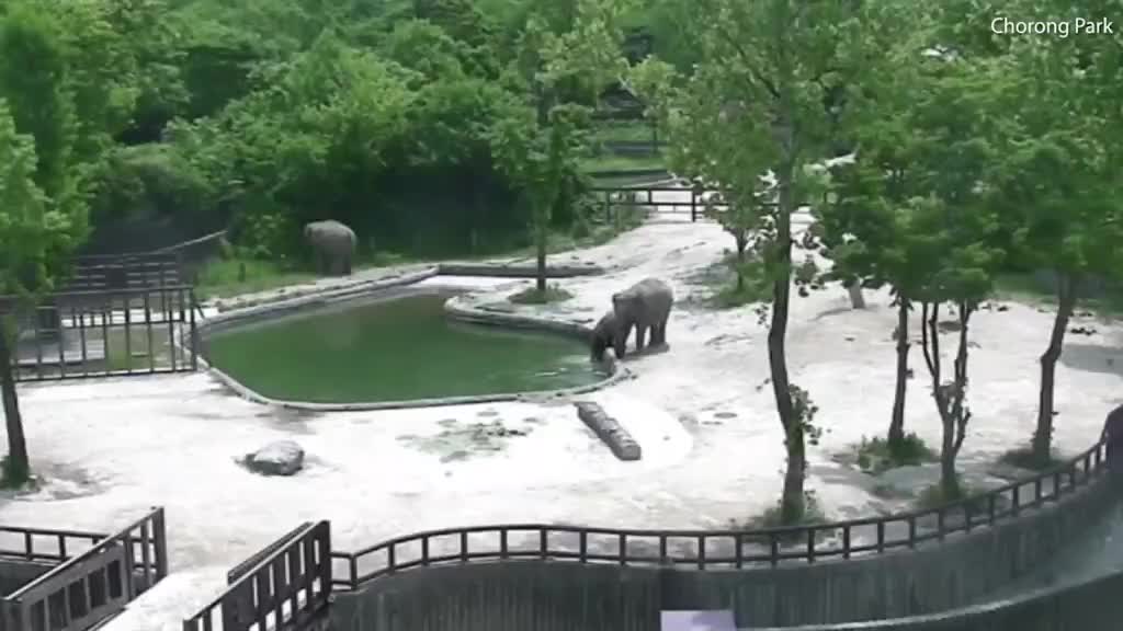 Soup sáng: Hai con voi hợp sức, cứu sống voi con trượt chân rơi xuống hồ