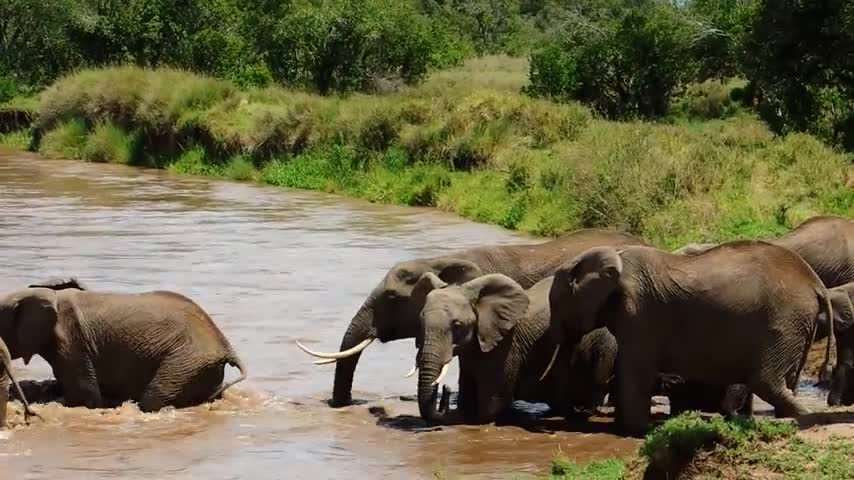Đàn voi hợp sức cứu voi con bị nước sông cuốn trôi