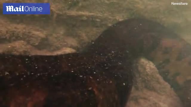 Clip: Lạnh gáy cảnh thợ lặn đối mặt trăn Anaconda dài 7 mét dưới đáy sông