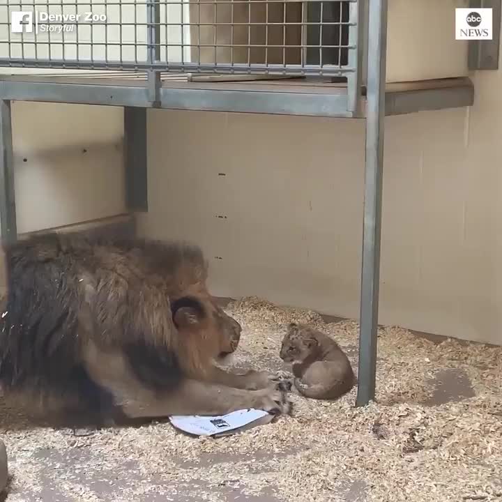 sư tử bố bên sư tử con mới sinh