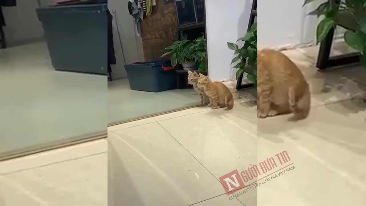 Chết cười với chú mèo hoảng sợ vì thấy mình trong gương