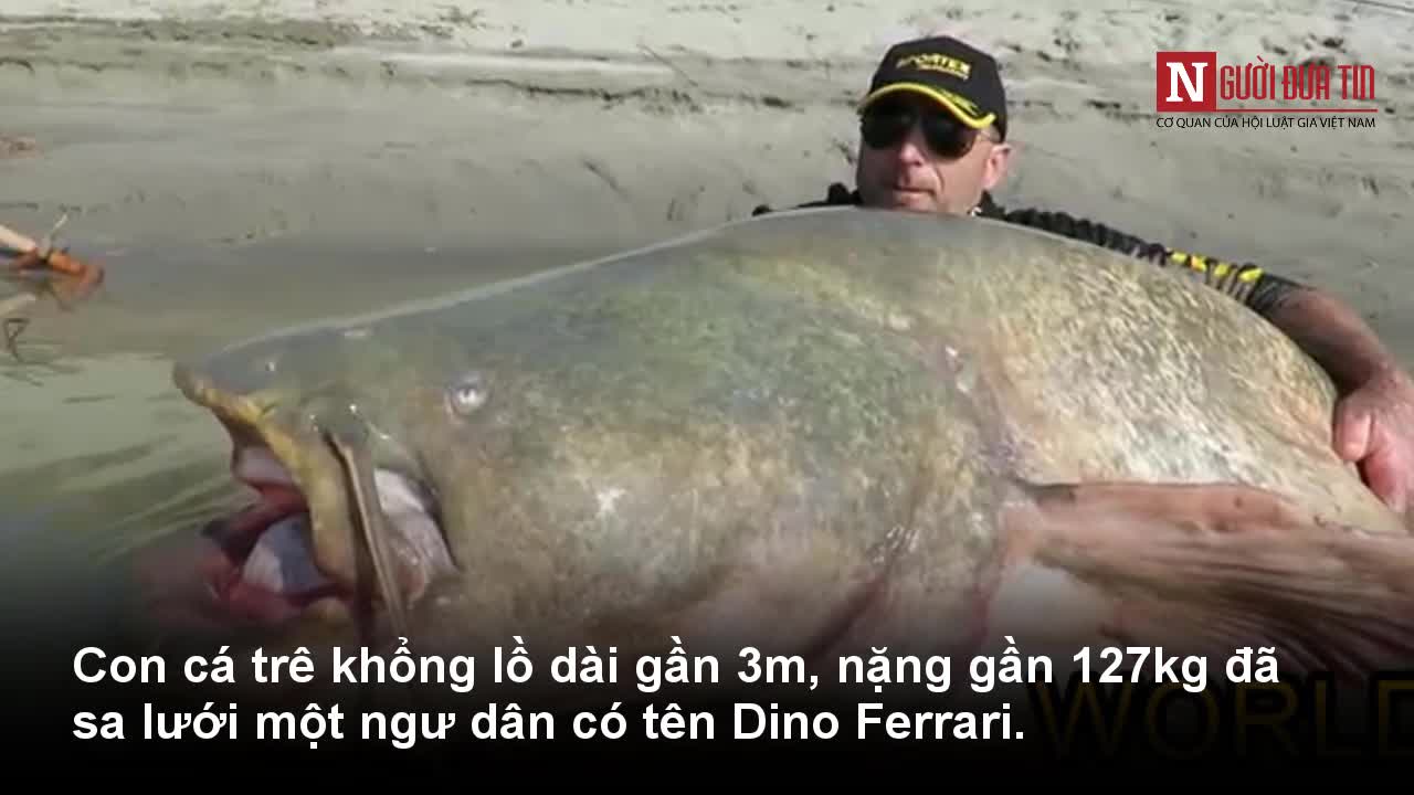 Cận cảnh con cá trê ăn thịt lớn nhất thế giới