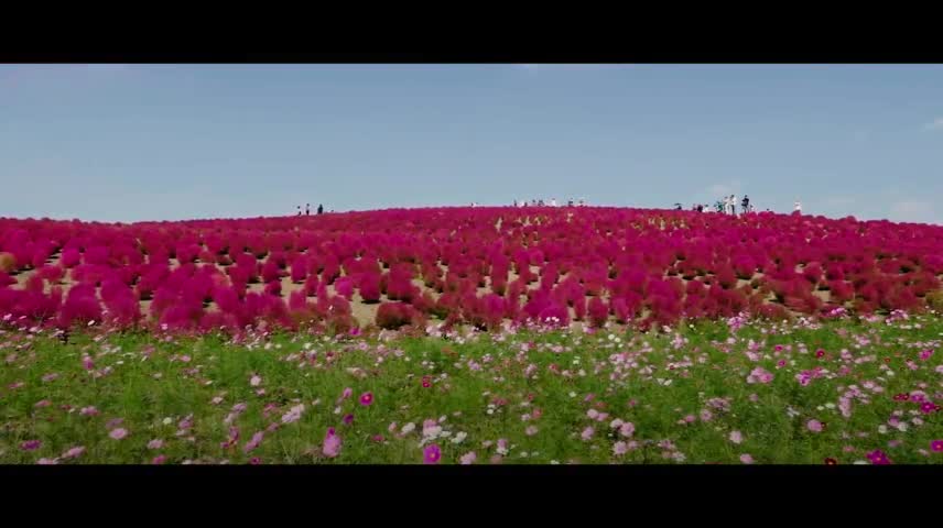 Khám phá đồng cỏ biến thành màu đỏ tại Nhật Bản