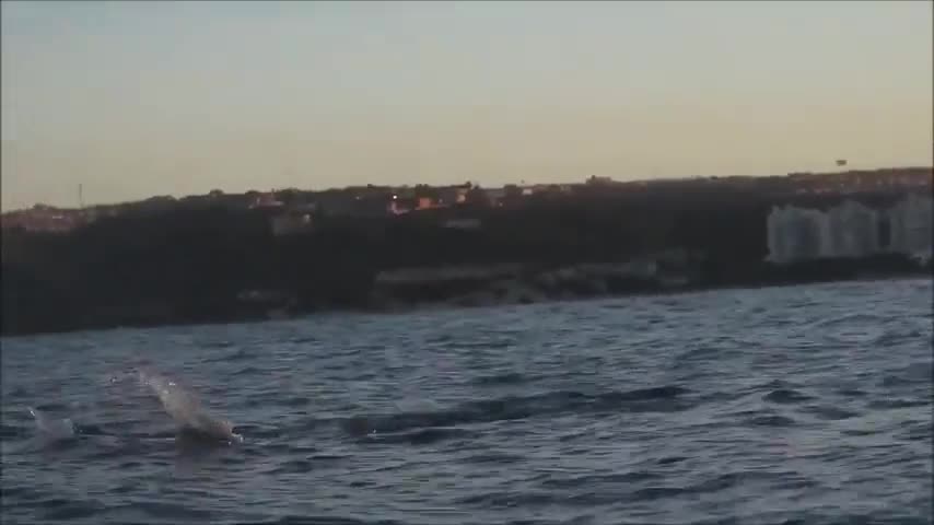 Cá mập phi thân lên khỏi mặt nước để săn hải cẩu
