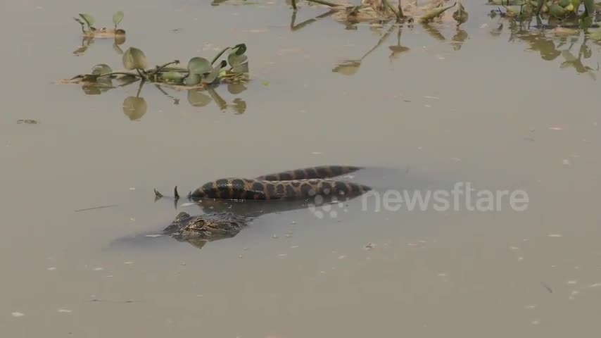 Trăn anaconda 9 mét đoạt mạng cá sấu