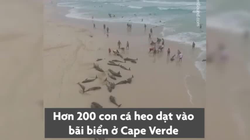 Hơn 200 con cá heo dạt vào bãi biển Cape Verde