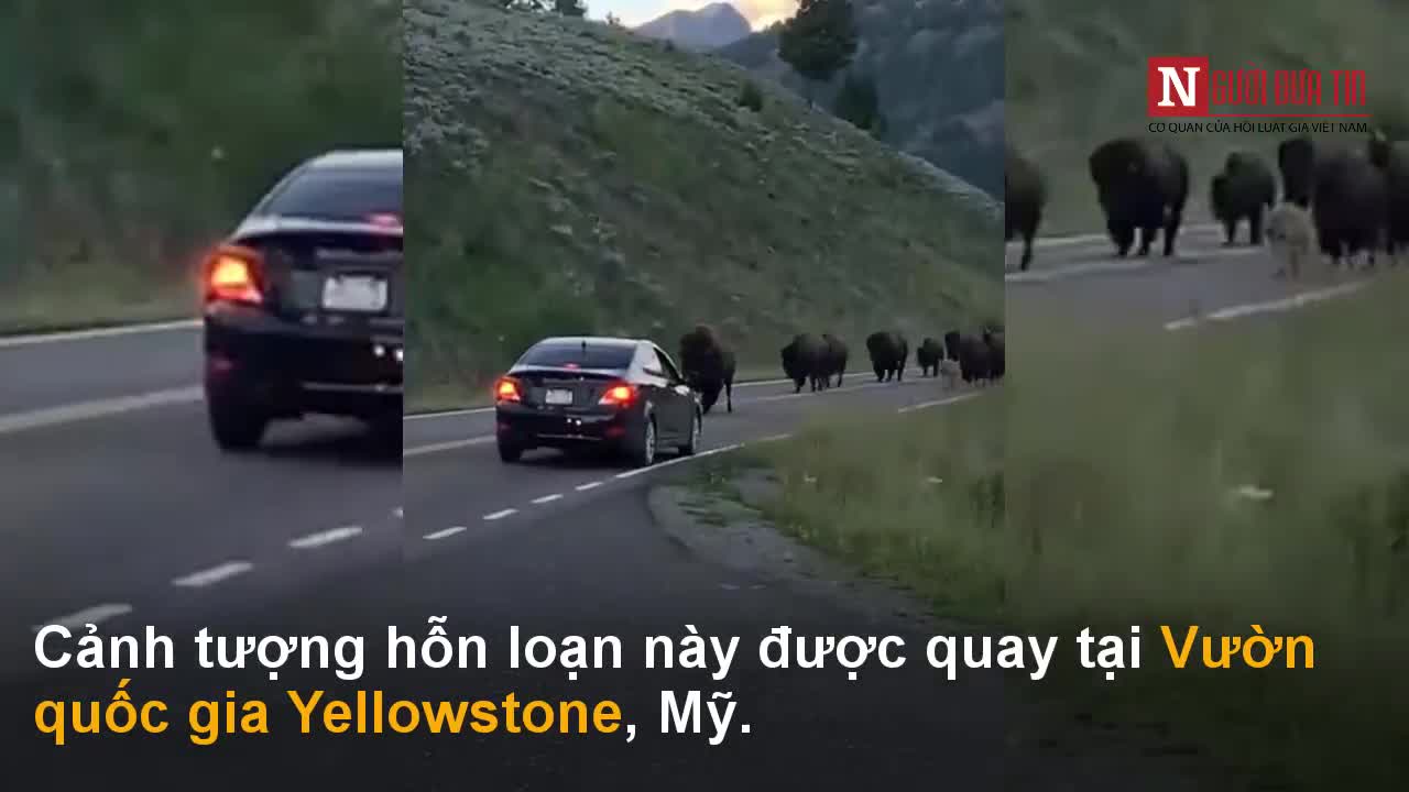 Hàng trăm con bò rừng hung dữ tấn công du khách