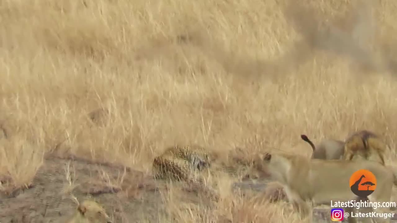 Video: Báo hoa mai đực bị đàn sư tử bao vây nhưng thoát chết trong gang tấc
