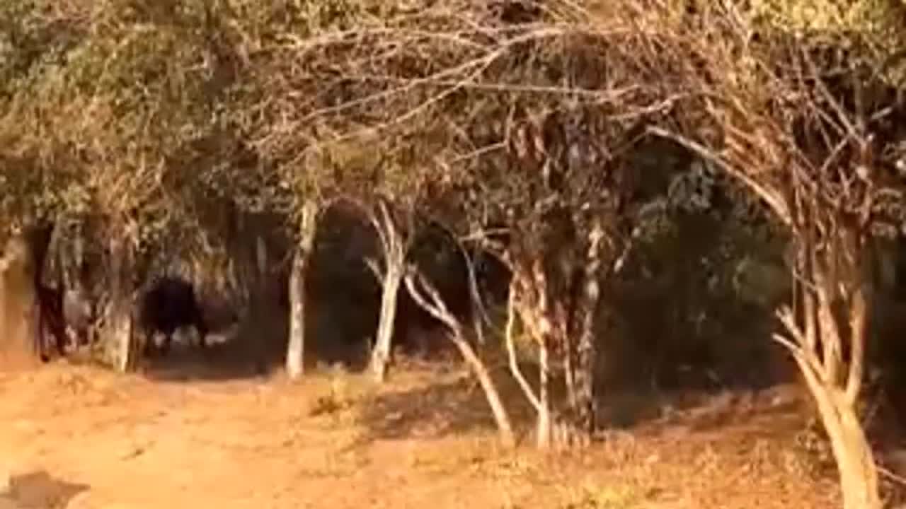 Định xơi tái trâu rừng châu Phi, báo đốm nhận kết đắng