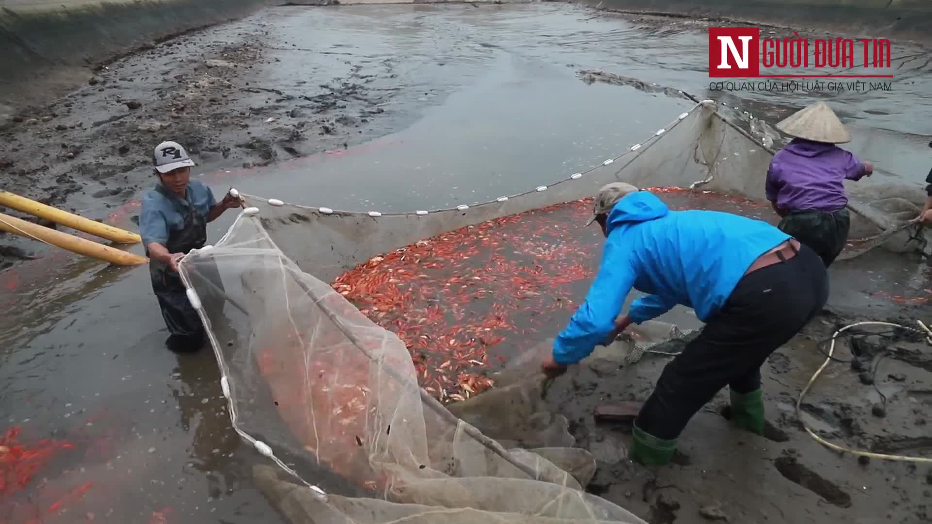 Làng nghê nuôi cá chép đỏ Thủy Trầm