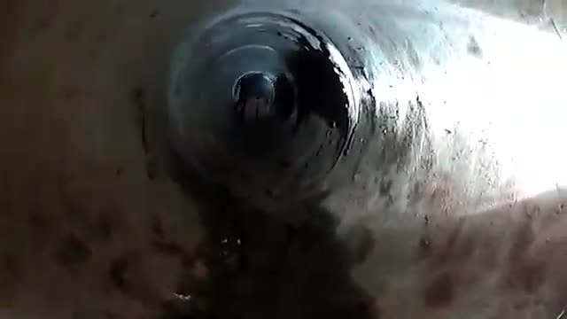 Video: Giải cứu 6 con trăn hoang dã khổng lồ mắc kẹt trong ống nước 