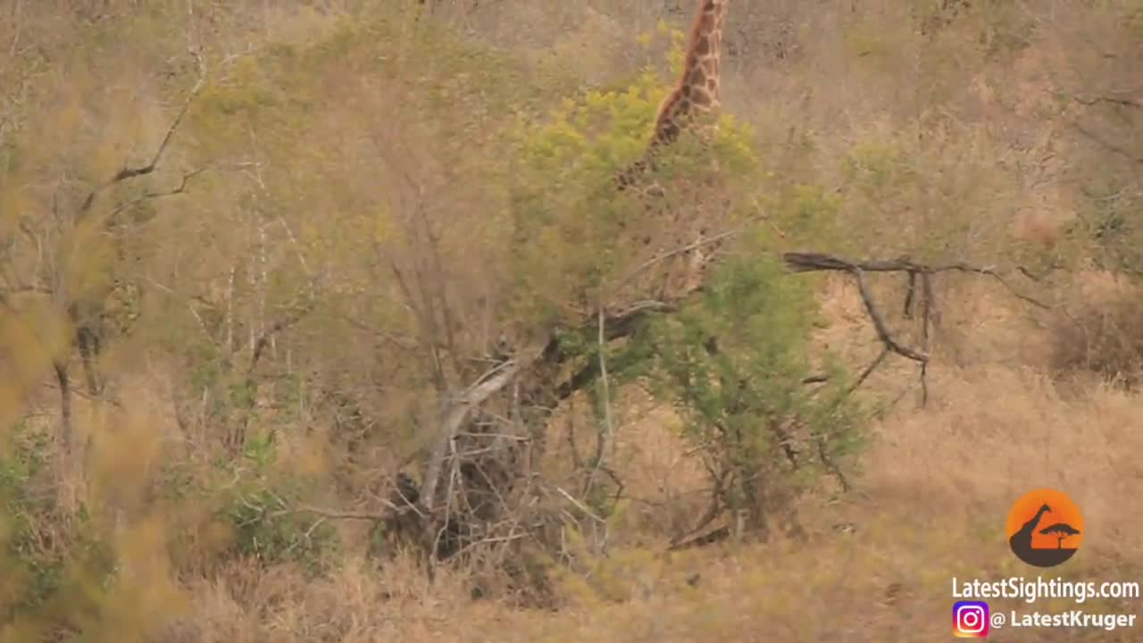 Video: 8 con sư tử cố gắng hạ gục hươu cao cổ khổng lồ