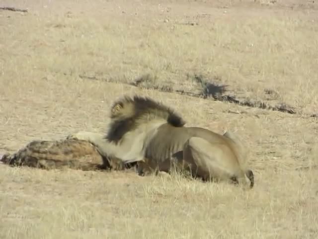 Linh cẩu dùng chút sức lực cuối cùng vùng ra khỏi sư tử đực và cái kết buồn