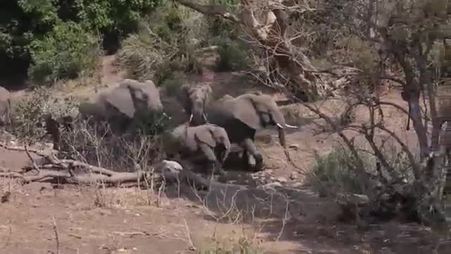 Video: Voi cái giận dữ dẫn đầu cả bầy đuổi hai con sư tử