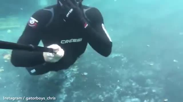 Video: “Sởn gai ốc” nhìn cảnh thợ lặn… hôn cá sấu mõm ngắn