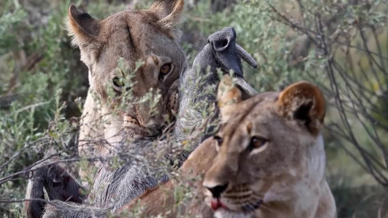 Video: Bầy sư tử kiên nhẫn đào hang, moi lợn lòi lên chén thịt