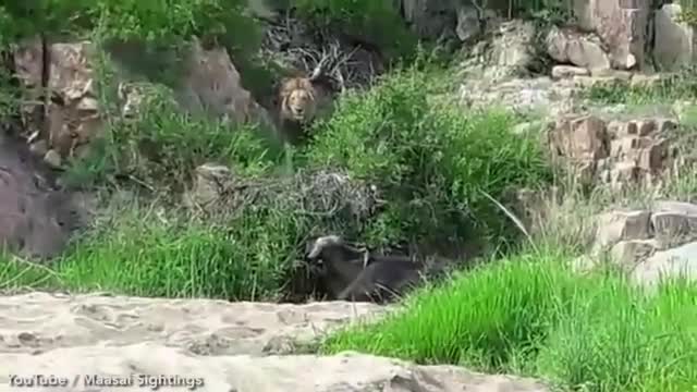 vIDEO: Trâu rừng tấn công sư tử nhưng bất ngờ tình thế bị lật ngược 