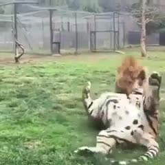 Video: Hổ lộn ngửa thoát khỏi cú ngoạm của sư tử, giương vuốt tát kẻ thù