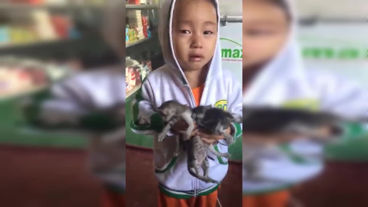 Soup sáng: Bé trai rơi nước mắt xin bà được nuôi 3 chú mèo bị ném ngoài thùng rác