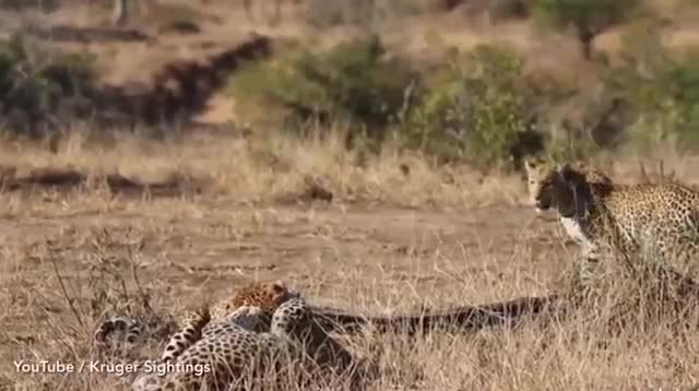 Video: Hai con báo đực đánh nhau chí tử để tranh giành sủng ái của con cái