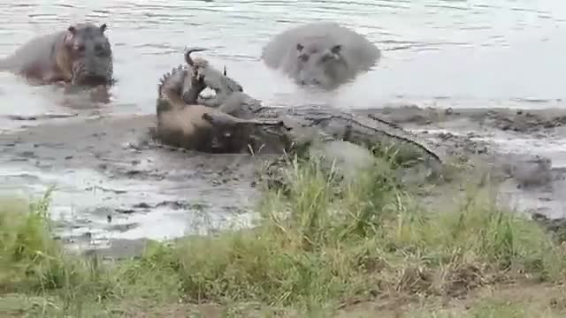 Video: Đàn hà mã giải cứu linh dương đầu bò thoát khỏi hàm cá sấu 
