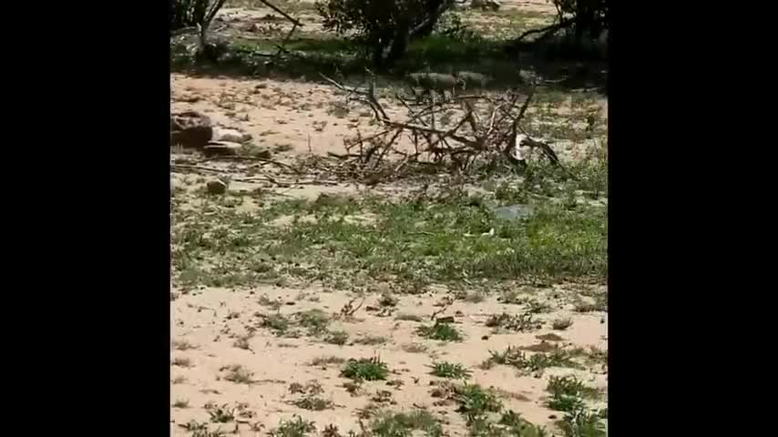 Video: Đại bàng martial lớn nhất châu Phi lao như tên bắn bắt gọn lợn bướu