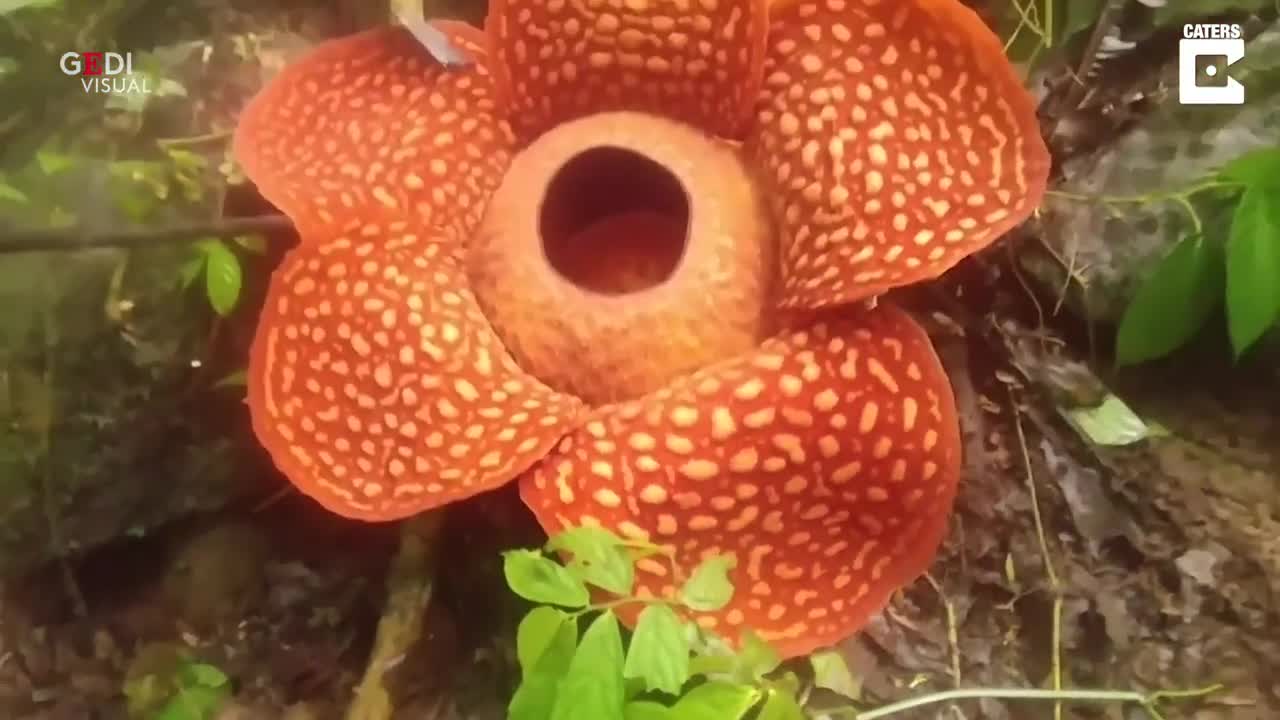 Phát hiện thú vị về bông hoa xác thối khổng lồ