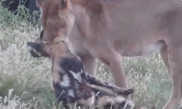 Video: Bị sư tử ngoạm chặt cổ, chó hoang giả chết tìm cơ hội thoát thân