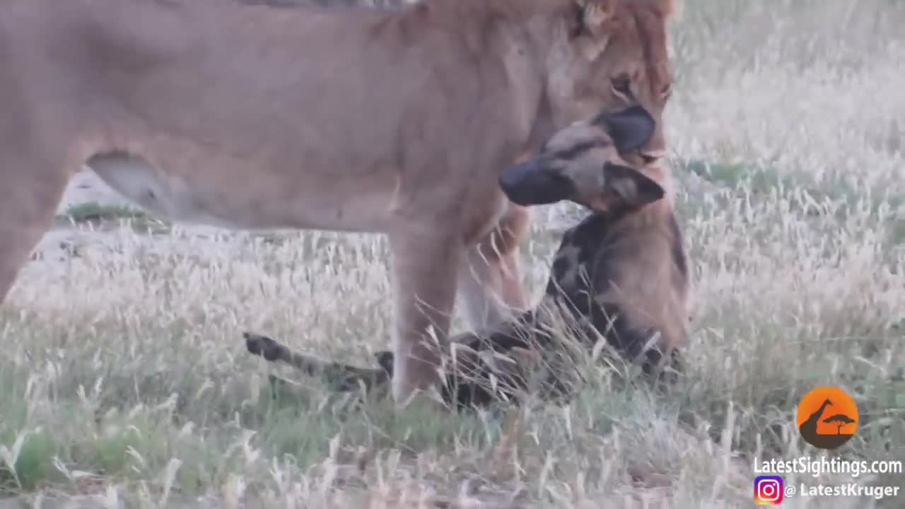 Video: Sư tử tưởng đã ngoạm chết con mồi, nào ngờ chó hoang vùng dậy chạy thoát thân