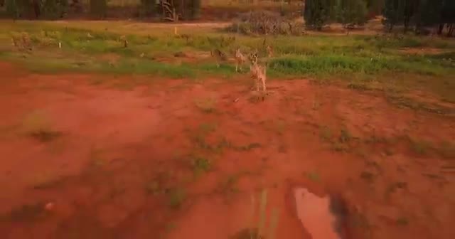 Kangaroo côn đồ truy đuổi rồi đánh rụng flycam