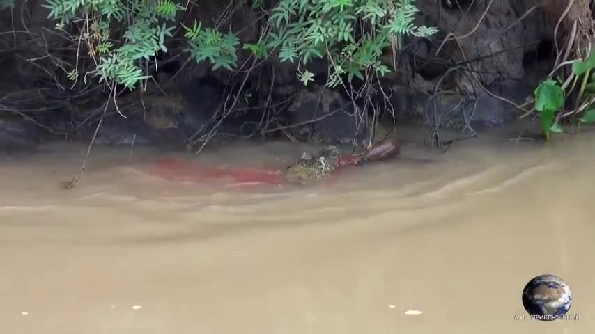 Cá sấu vất vả săn hạ lươn điện để rồi bị piranha tranh cướp miếng mồi