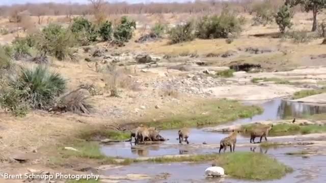 Video: Linh cẩu bạo gan cướp mồi của sư tử cái, nào ngờ nhận kết cục thảm
