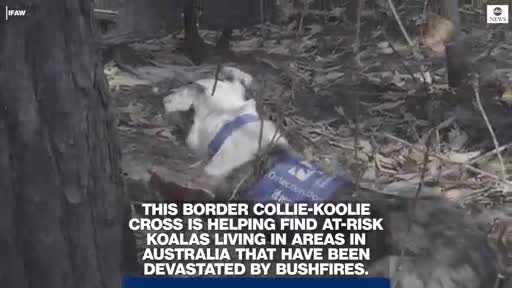 Chú chó tham gia giải cứu koala sau thảm họa cháy rừng ở Australia
