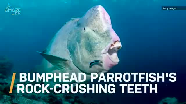 Video: Loài cá “dị” sở hữu hàm răng nhai đá vôi như bùn