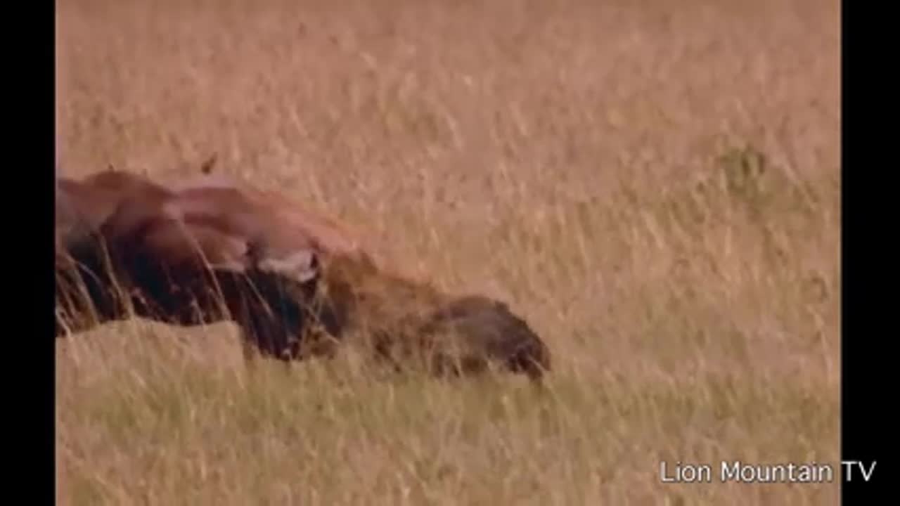 Clip: Linh cẩu đích thân đi săn, hạ gục linh dương bằng chiến thuật độc nhất vô nhị