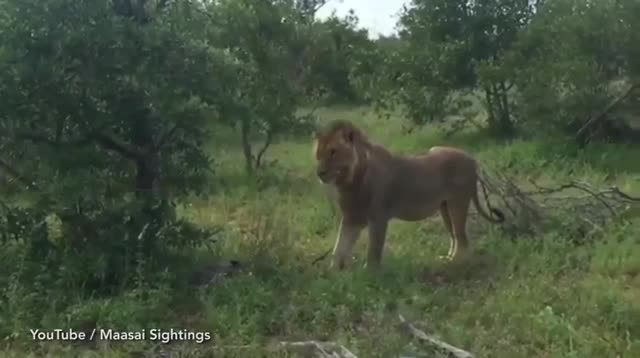 Video: Đi săn quá non kinh nghiệm, sư tử có hành động khó hiểu với con mồi