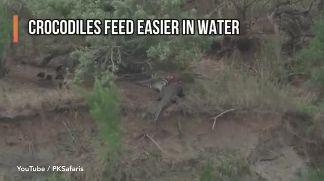 Video: Con cá sấu ranh mãnh trèo lên vách đá cao 3 m ăn trộm bữa trưa của sư tử