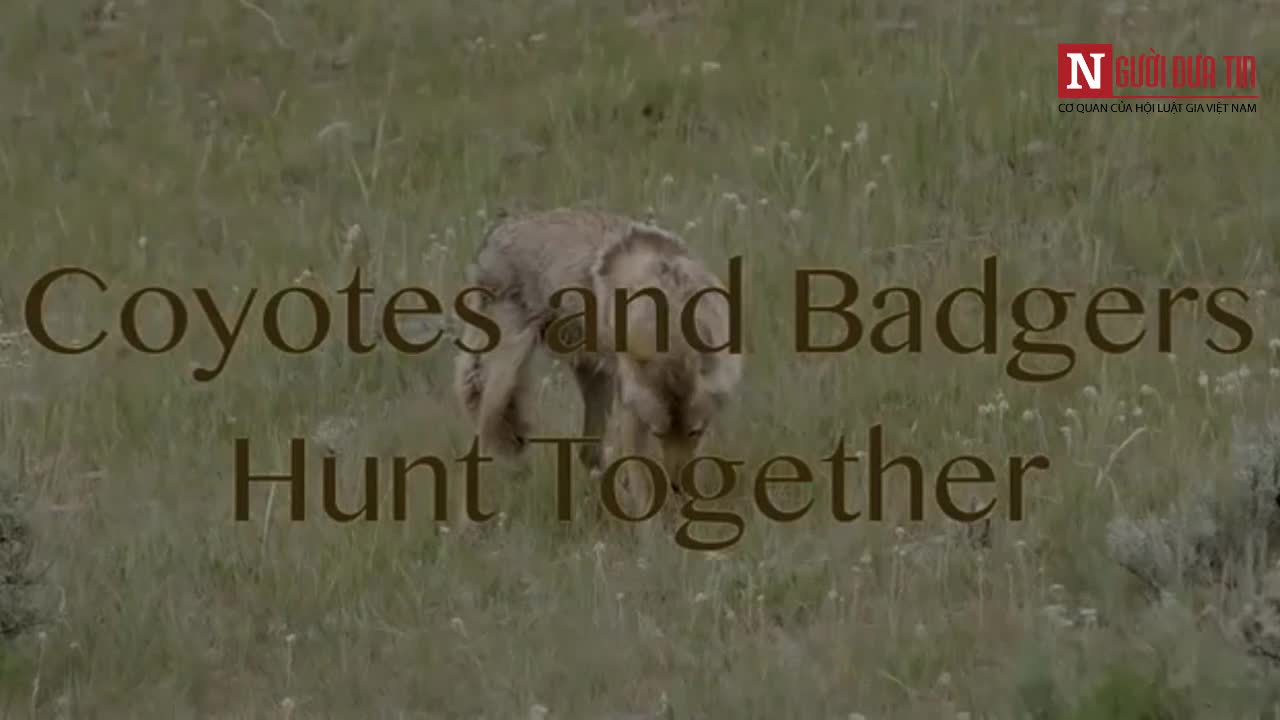 Xem cặp đôi tinh ranh sói đồng cỏ - lửng hợp tác săn mồi