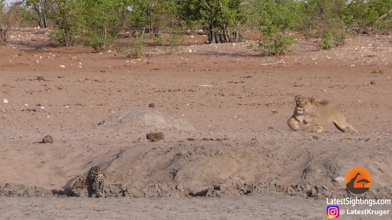 Video: Báo hoa mai bất cẩn “chui đầu vào rọ” của sư tử, suýt phải trả giá bằng mạng sống