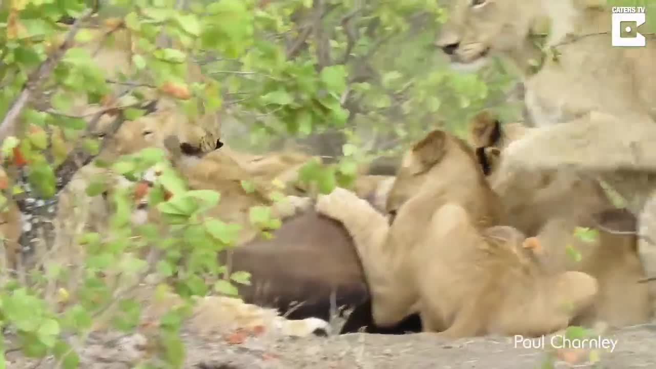 Trâu mẹ liều mạng xua đuổi 14 con sư tử để giành lại xác con