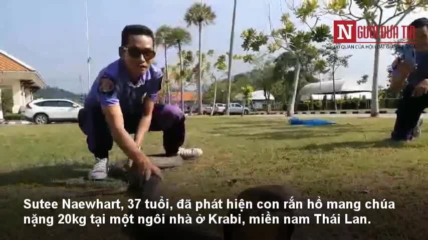 Lính cứu hỏa Thái Lan tự tin bắt rắn hổ mang chúa khổng lồ bằng tay không