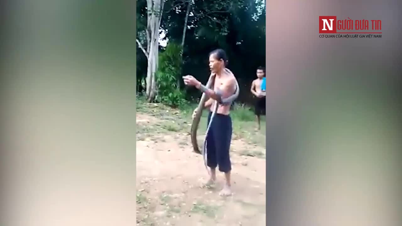 Thợ rắn bị rắn hổ mang chúa cắn chết vì chơi đùa quá trớn