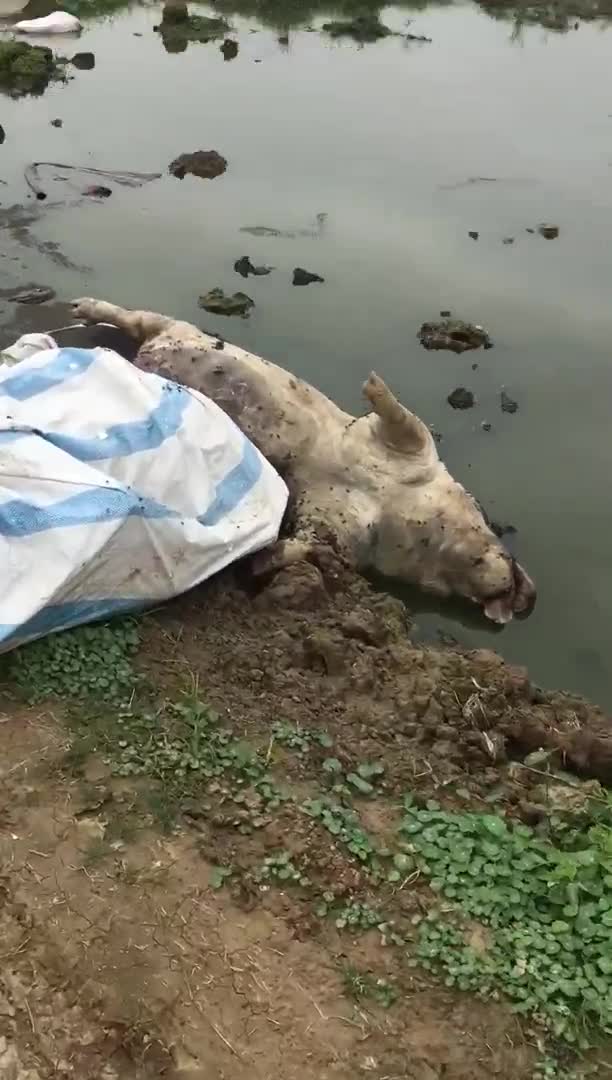 Video: Kinh hãi hàng chục con lợn chết bị vứt la liệt trên cánh đồng